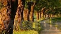 足球比分sp值-足球比分SP值，解码绿茵场上的数字密码